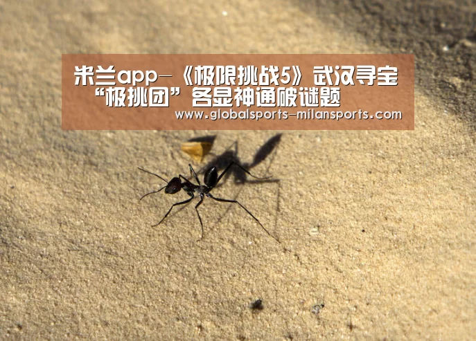 米兰app-《极限挑战5》武汉寻宝 “极挑团”各显神通破谜题(图3) 米兰体育app官网